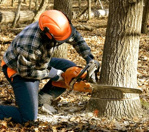 Tree Removal in North Brookfield, MA